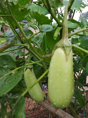 Aro Brinjal Green round, Brinjal, Eggplant Seed(300 per packet)
