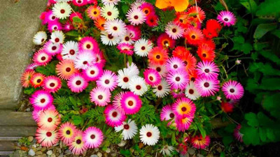 KANAYA Ice Mix Colors Seeds F1 Hybrid Seeds For Home Gardening Seed(100 per packet)