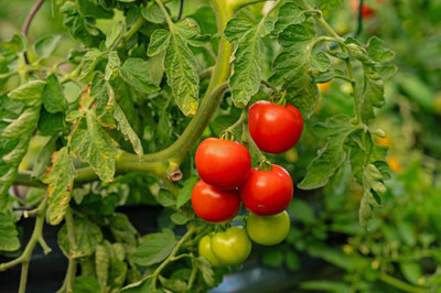Sakshi Farms tomato Seed(110 per packet)
