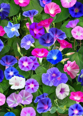 the green dotcom Morning Glory (Ipomoea) Flower Seed(80 per packet)