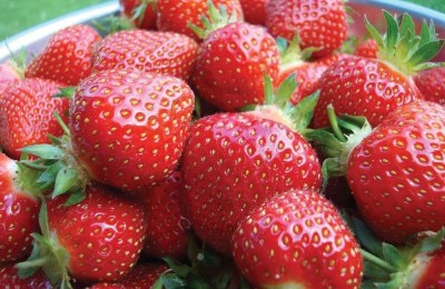 KNESSiN Strawberry, Sweet Red Strawberry[100 Seeds] Seed(100 per packet)