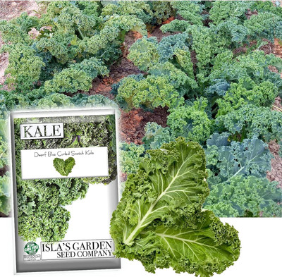 WILLVINE VNR -XI Dwarf Blue Curled Scotch Vates Kale [50g] Seed(15000 per packet)