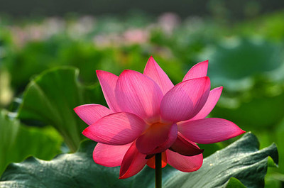 bn polymer lotus,kamal gatta Seed(10 per packet)