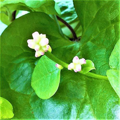 VibeX ® VLR-543 Malabar Spinach Basella alba Seed(500 per packet)