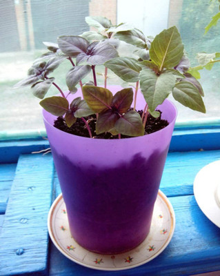 VibeX PAU-28 - Purple Basil Herb - (4500 Seeds) Seed(4500 per packet)