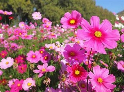SEMINA VITA Hybrid Cosmos Flower Seeds Mix Color - Pack of 32 Seeds Seed(35 per packet)
