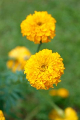 JayShriShyam marigold/gende ka phool flower seeds Seed(25 per packet)