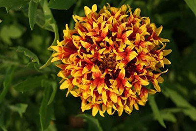 VibeX TLX-92 - Flower Russian Gaillardia Beautiful Lollipup Two-Tone - (180 Seeds) Seed(180 per packet)