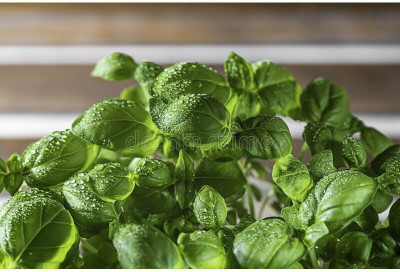 VibeX ® RXI-22 Fine Bush Minette Basil Seeds Seed(1000 per packet)