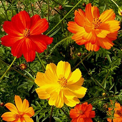 Lorvox Double Click Cranberries' Seeds. Cosmos Cranberries Seed(70 per packet)
