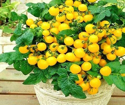 CYBEXIS F75Seeds of Cherry Tomato Aztek1000 Seeds Seed(1000 per packet)