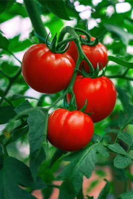 Aywal Hybrid Pusa Ruby High Yield Tomato Seed(250 per packet)