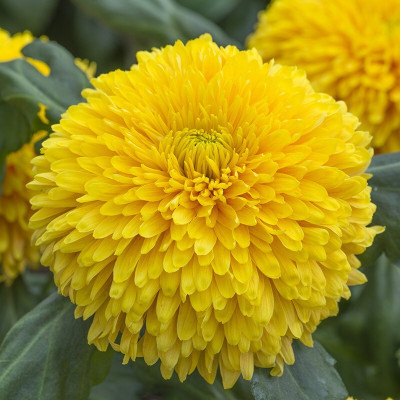 Quentova CHRYSANTHEMUM LASER Seed(100 per packet)