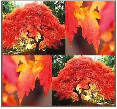 Aro Maple Seed(11 per packet)