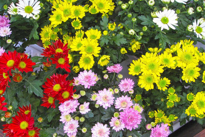 the green dotcom Chrysanthamum Mix/Chamanti Seed(105 per packet)