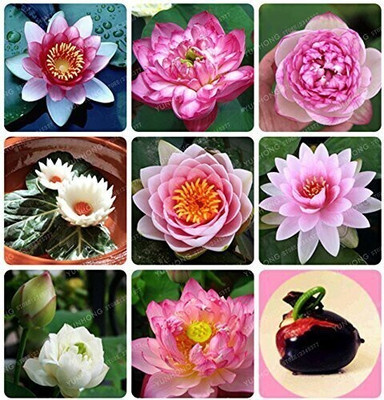 KANAYA Lotus Seed(10 per packet)