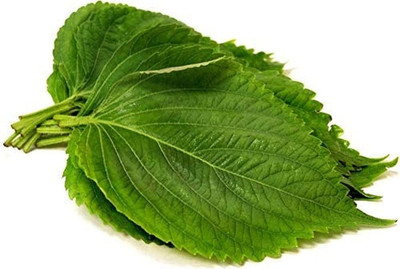 CYBEXIS Heirloom Perilla Seeds Grow Your Own Purple Flat Leaves Shiso2800 Seeds Seed(2800 per packet)