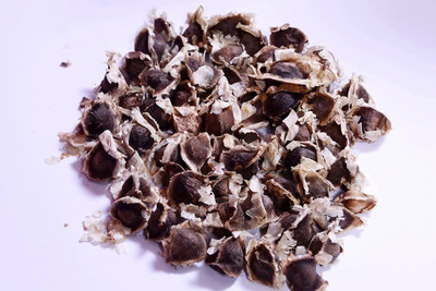 CYBEXIS NBIR-76 - PKM1 Drumstick Moringa Oleifera - (1350 Seeds) Seed(1350 per packet)