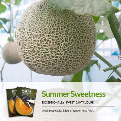 VibeX NBIR-59 - Hale's Best Musk Melon - (150 Seeds) Seed(150 per packet)
