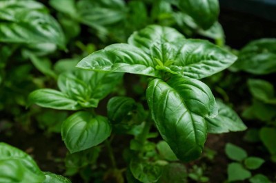 CYBEXIS ATS-16 - Basil Genovese Ocimum Basilicum - (1500 Seeds) Seed(1500 per packet)