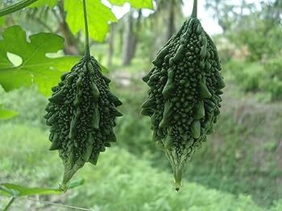 GREENSEA Hybrid Bitter Gourd/Karela Seed(42 per packet)