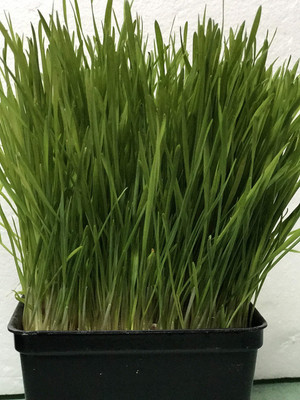 WILLVINE Hard Red Spring Wheat Seeds-[5000 Seeds] Seed(5000 per packet)