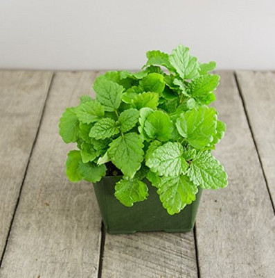 KNESSiN Lemon Balm - Mosquito Repellent Plant[400 Seeds] Seed(400 per packet)