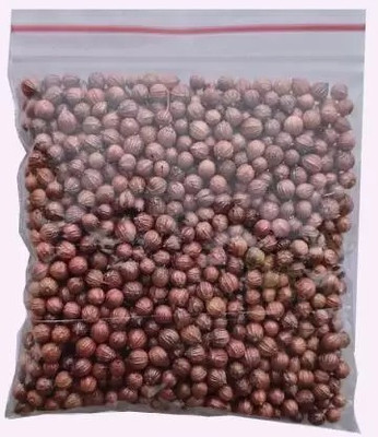 MAA Corinader, Dhania Seed(90 per packet)