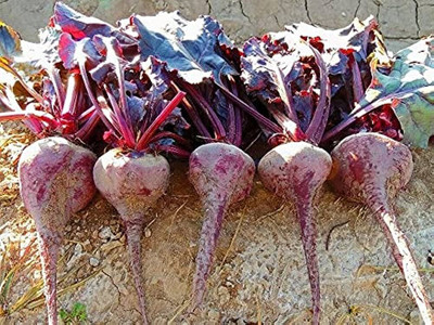 BJUBAS Hybrid beetroot seeds Pack of 71 Seed(71 per packet)