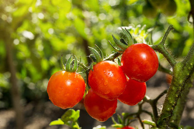 BASF tomato Seed(30 per packet)