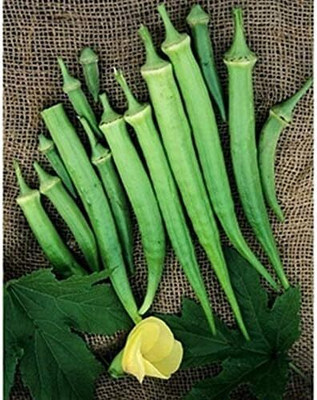 Qualtivate PUA-9A Dwarf-Stalk Long Green Okra Seed(350 per packet)