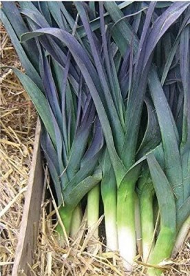 KNESSiN Leek Northern Lights Seed(200 per packet)