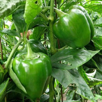 BDSresolve bell pepper seeds for planting/capsicum seed 82 Seed(82 per packet)