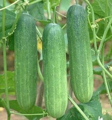 TRICONE Hybrid crisp cucumber organic khira vegetable 60 beej ccs412 Seed(60 per packet)