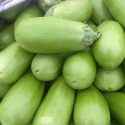CYBEXIS F53Green Brinjal Eggplant Seeds600 Seeds Seed(600 per packet)