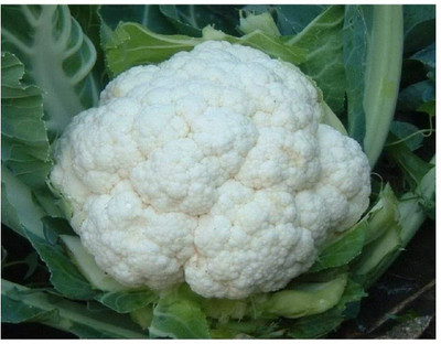 WILLVINE AMR -XIII Cauliflower - SELF Blanche [10g, 3000 Seeds] Seed(3000 per packet)