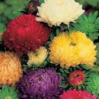 wequality Chrysanthemum hybrid flower seeds/Chndamallik flower seeds mix colour pack 45 Seed(40 per packet)