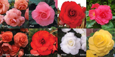 CYBEXIS VVI-89 - Begonia Tuberosa Double Flower Mix - (270 Seeds) Seed(270 per packet)