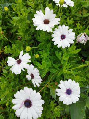 Lorvox DIMORPHOTHECA WHITE OPEN POLLINATED Seed(40 per packet)