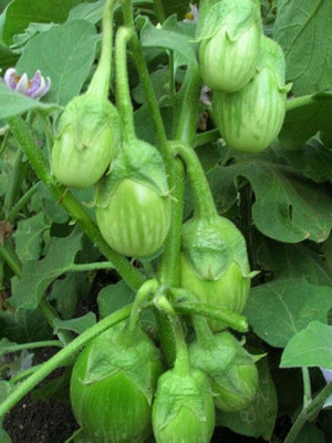 Aywal Green Begun Seed(40 per packet)