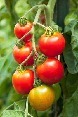 NATURE FARM tomato Seed(70 per packet)