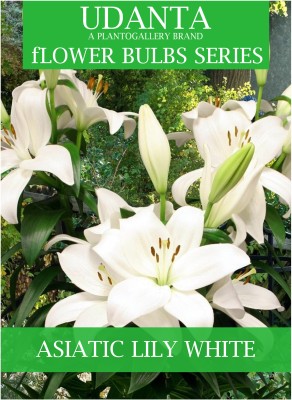 Udanta Lilium Flower Bulbs - Asiatic Lily For Home Gardening - Set of 10 Bulbs (White) Seed(10 per packet)