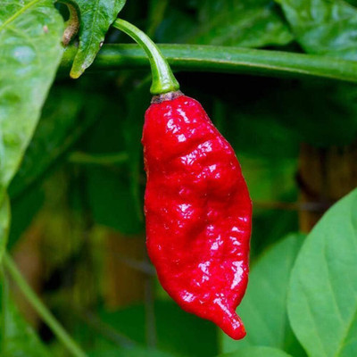 KNESSiN Scorpion Pepper Chilli Seed(200 per packet)