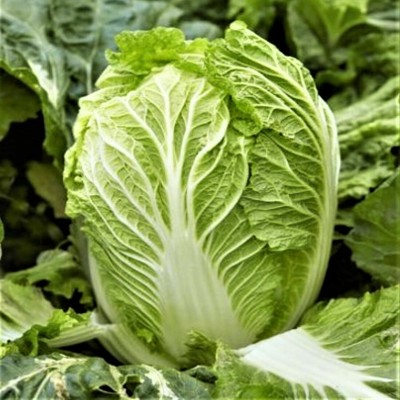 MYLAWN Chinese Napa Cabbage Seed(500 per packet)