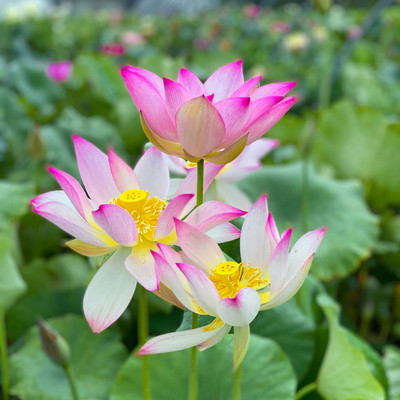 Seedsilk Lotus Seeds For Planting Seed(10 per packet)