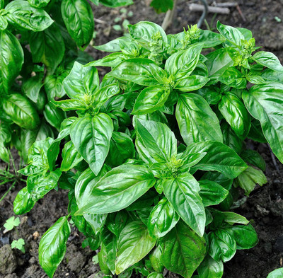 VibeX XLL-52 - Sweet Large Leaf Basil - (4500 Seeds) Seed(4500 per packet)