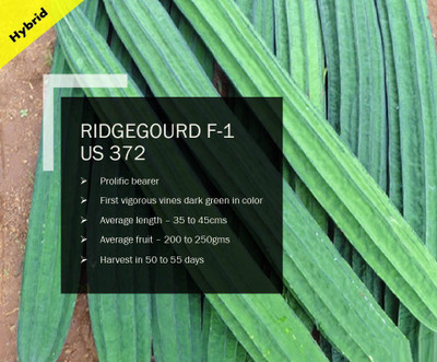 VibeX RIDGEGOURD F-1 PUAS-372 SEEDS(100 Seeds) Seed(100 per packet)