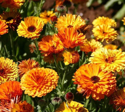 Lippy Calendula garden mix Seed(70 per packet)