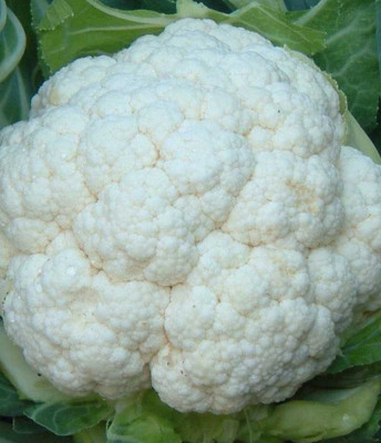 CYBEXIS BRETTEN Cauliflower Variety1000 Seeds Seed(1000 per packet)