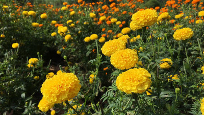 Borile marigold/gende ka phool flower seeds Seed(50 per packet)